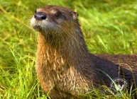 How they preserve sea grasses???